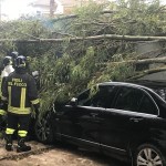 albero caduta su auto giostrai