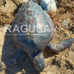 caretta caretta morta